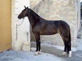 Киргизская лошадь в Гае