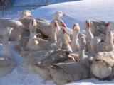 Итальянская порода гусей в России