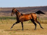 Ахалтекинская лошадь в Донском