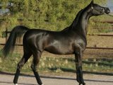 Арабская лошадь в Бредах