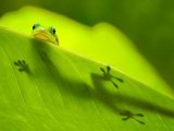 Зелёный геккон в Гусиноозерске
