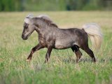 Американская миниатюрная лошадь в России