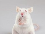 Белая лабораторная мышь в Кургане