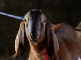 Нубийская коза в Краснокумском