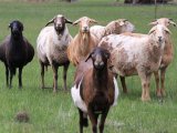 Курдючные овцы в Орске