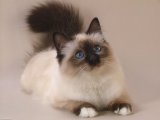 Бирманская кошка в Горном-Алтайске
