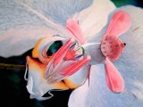 Орхидейный богомол в Белоусово