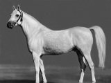 Арабская лошадь в Заинске