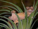 Реснитчатый геккон в Гусиноозерске