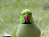 Ожереловый попугай в Бредах
