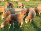 Куйбышевские овцы в Железноводске