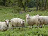 Кавказская овца в Нижних Сергах