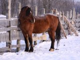 Вятская лошадь в Барнауле