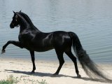 Арабская лошадь в Симе
