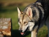 Сарлосская волчья собака в Барнауле