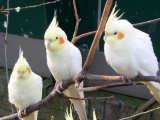 Попугай корелла в Бредах