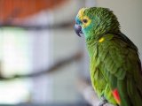 Амазон попугай в Краснокумском