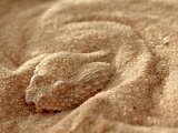 Гадюка песчаная в Арсеньеве