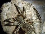 Южнорусский тарантул в Чебоксарах