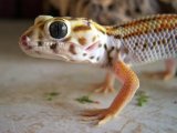 Сцинковый геккон в Кургане