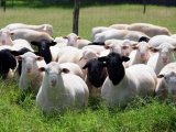 Овцы дорпер в Симе
