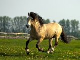 Белорусская упряжная лошадь в Нижних Сергах