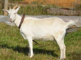 Зааненская коза в Краснокумском