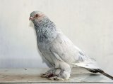 Бойные голуби в России