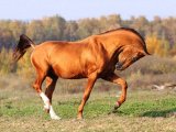 Донская лошадь в Ивантеевке