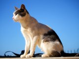 Эгейская кошка в Чебоксарах