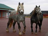 Лошадь першерон в России