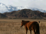 Киргизская лошадь в Барнауле