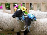 Романовские овцы в Теберде