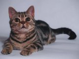 Американская короткошерстная кошка в Горном-Алтайске