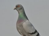 Сизый голубь в Арсеньеве