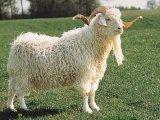 Ангорская коза в Нижних Сергах