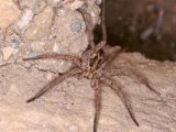 Апулийский тарантул в Гае