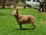 Австралийская короткохвостая пастушья собака в Рязани